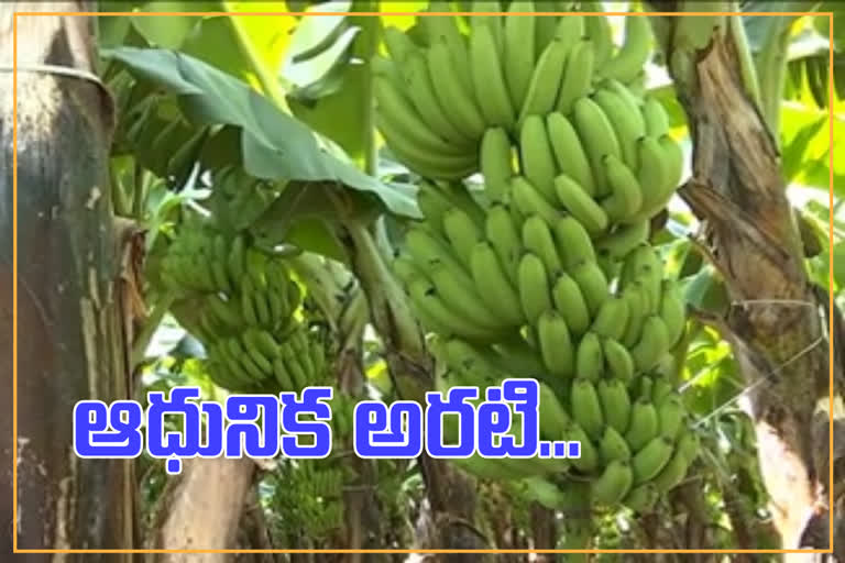 banana cultivation