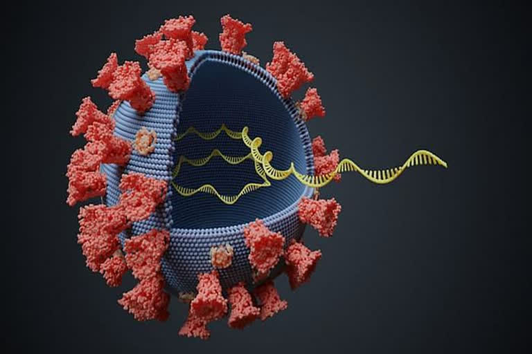 new covid strain found in noida total two cases confirmed in noida