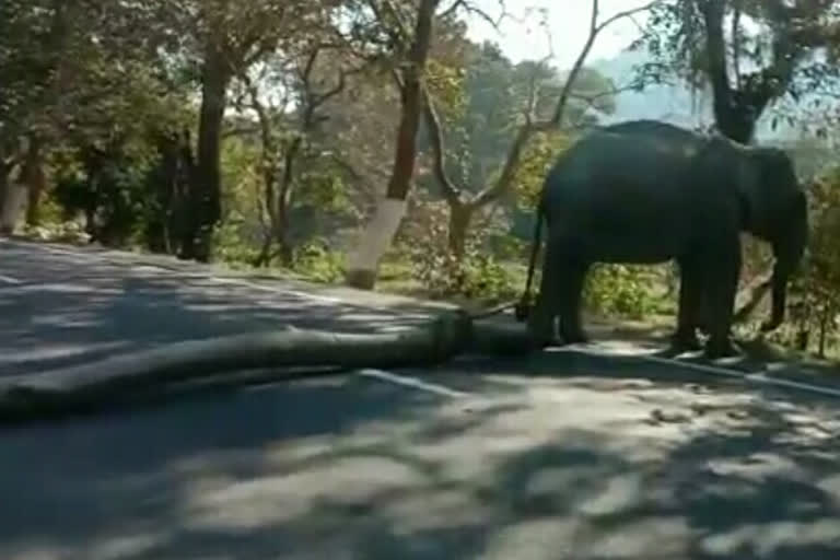 road-close-by-domestic-elephant