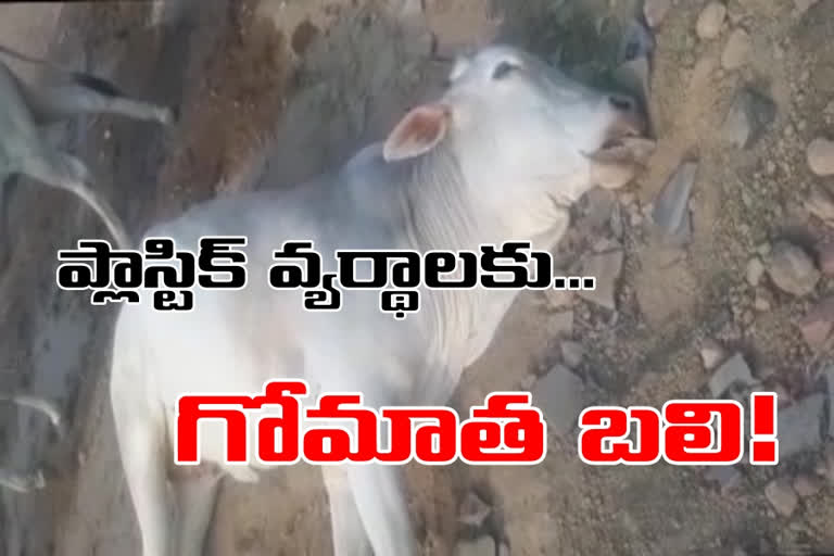 cow dead due to plastic wastage