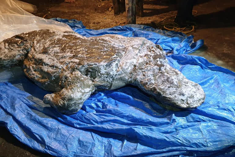 Well-preserved Ice Age woolly rhino found in Siberia