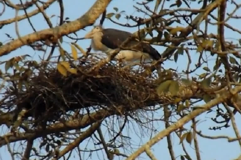 nagaon lesser adjutant stork likely to lose its shelter