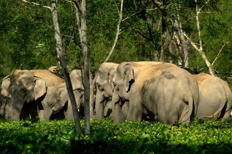 Elephant human conflict continues in Sonitpur district