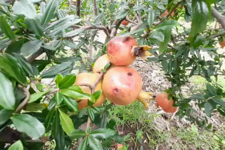 सांगली डाळिंब शेती लेटेस्ट न्यूज