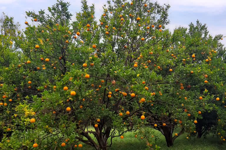 oranges