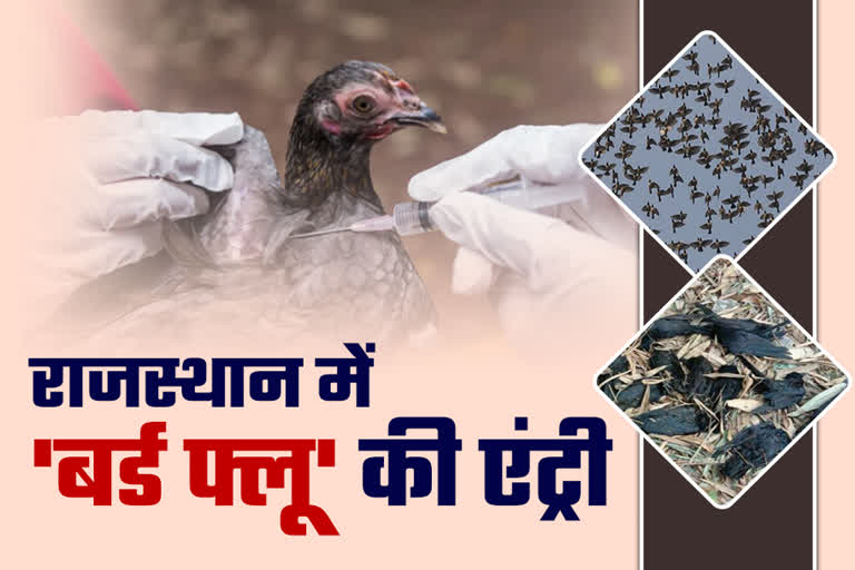 bird flue entry in rajasthan, avian influenza in jhalawar