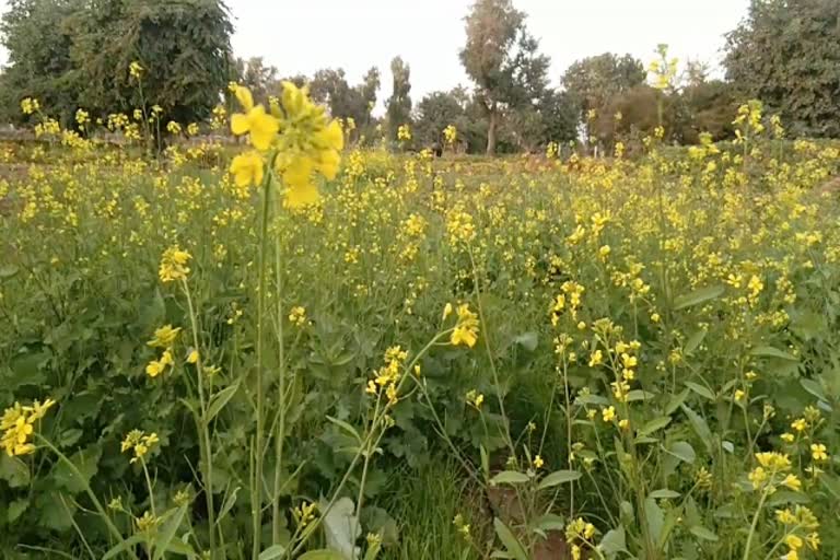 rabi crop, जोधपुर न्यूज