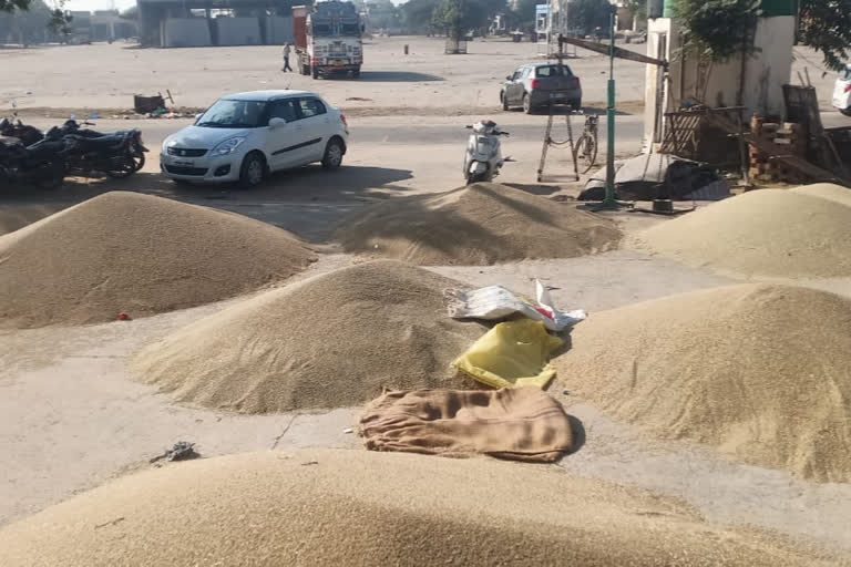 procurement-of-millet-in-ateli-mandi-resumed