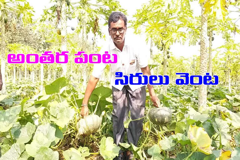 pumpkin cultivation at cheepurupalli