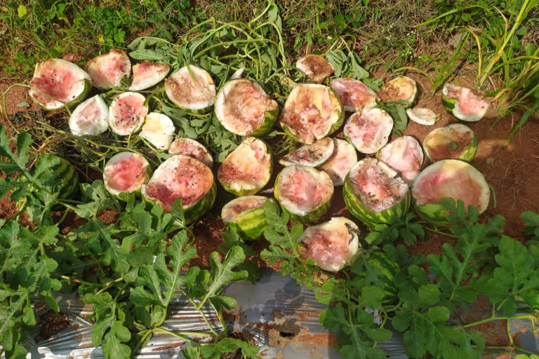 Bear attack on  watermelon crop plant