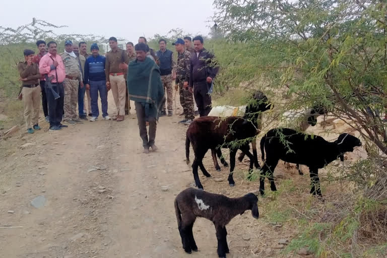 Police recovered shepherd goats looted by Robber in shivpuri