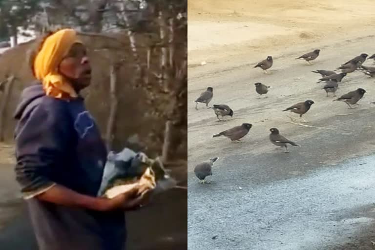 hotel-operators-feeding-birds-for-years