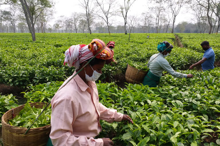 the-good-news-is-that-unicef-zone-3-is-bringing-tea-gardens