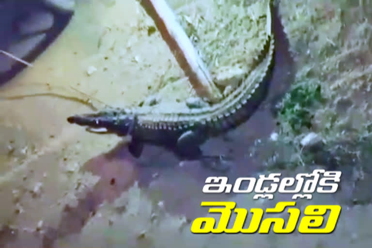 crocodile in to houses news