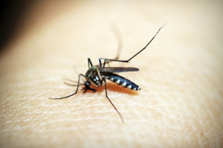 malaria