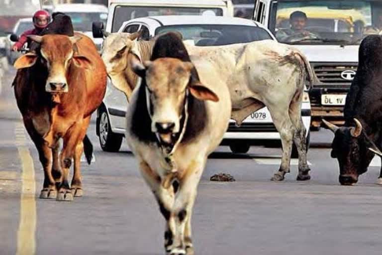 277 held for cow slaughter in last 3 years in Uttarakhand