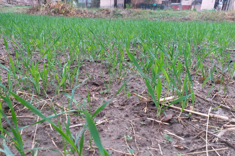 Farmers  happy after rain in Una