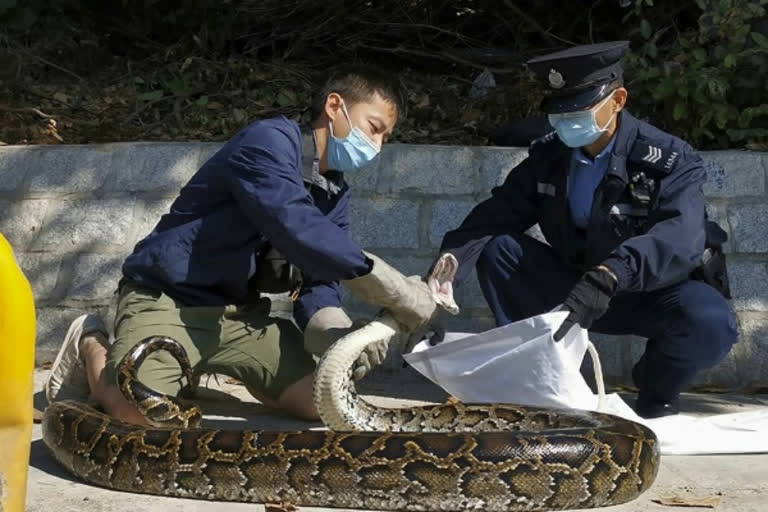 No snake soup for Hong Kong’s young snake catcher