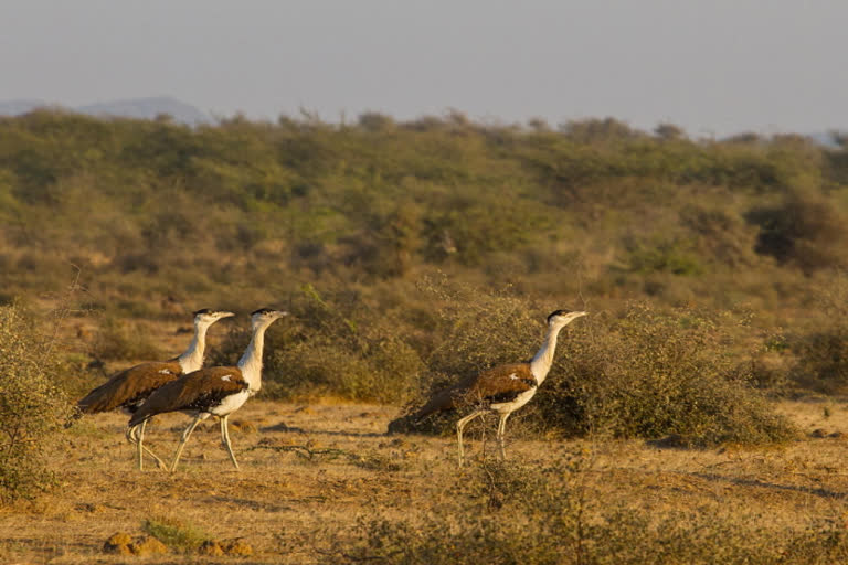 Migratory birds will be counted for three days in Terai Central Forest Division