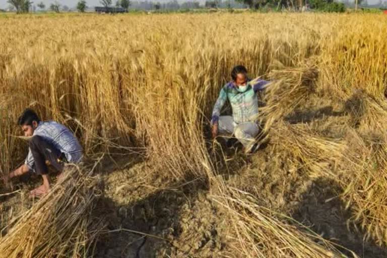 நெல் கொள்முதல்