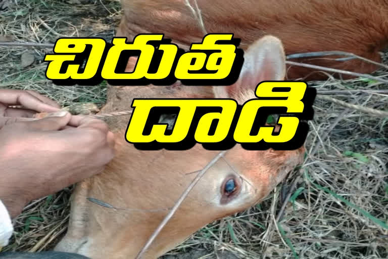 Leopard attack on a cow in nirmal district