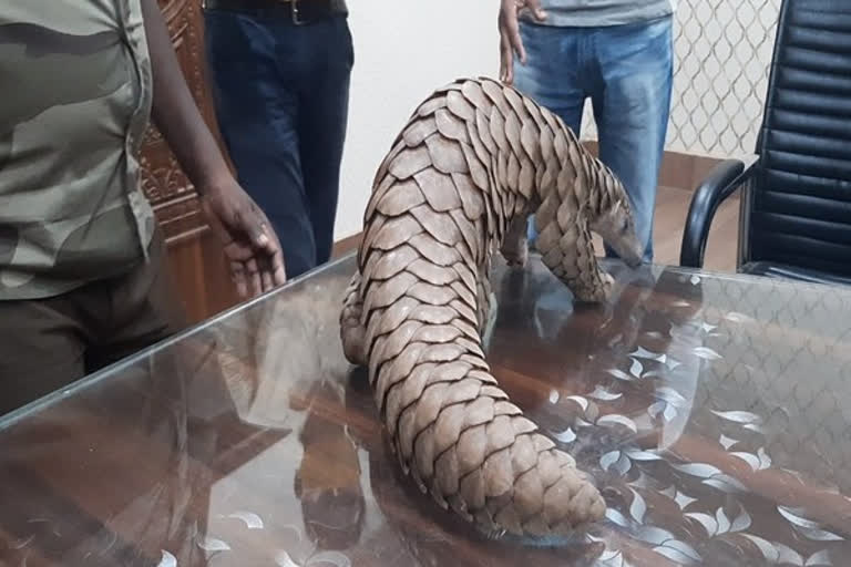Pangolin rescued from smugglers, released in forest area in Odisha's Cuttack