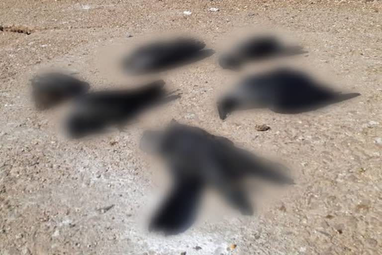 Crows died in Rajasthan, Ajmer news