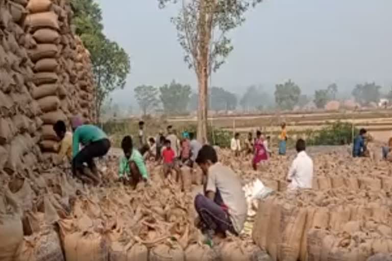 there-is-a-shortage-of-gunny-bags-in-balrampur