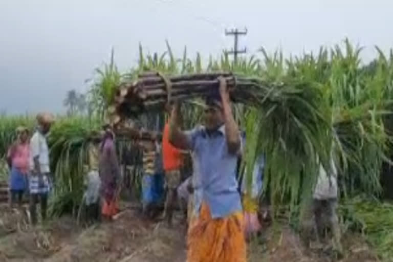 விழுப்புரம் பொங்கல் கரும்பு விவசாயிகள் மகிழ்ச்சி விழுப்புரம் கரும்பு விவசாயிகள் கரும்பு உற்பத்தி பொங்கல் அரசு நேரடி கொள்முதல் sugarcane farmers happy sugarcane farmers Tamilnadu sugarcane farmers