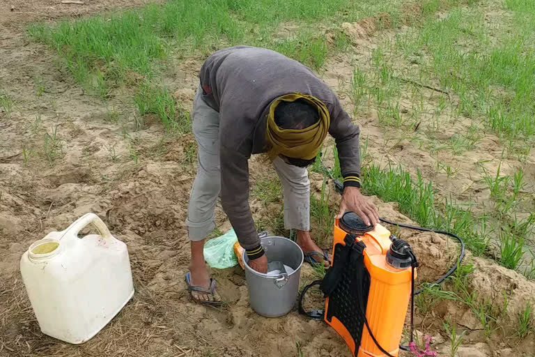 water for irrigation in Dhaulpur, farmers are not getting water, water for irrigation, सिंचाई के लिए नहीं मिल रहा पानी, धौलपुर मे किसानों नहीं मिल रहा पानी