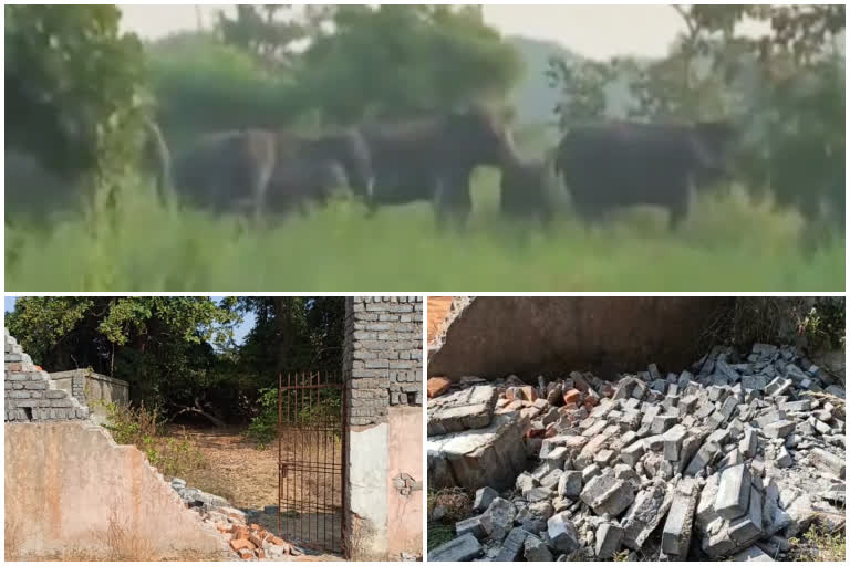 Elephants return to Ulunda forest area in Subarnapur after 5 days