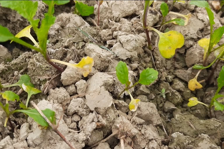 Mustard crop damaged in Darbhanga