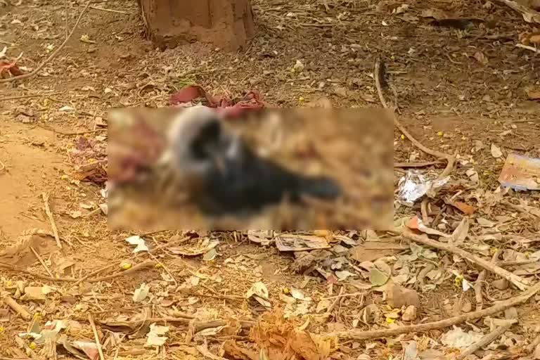 crows found dead in agar malwa