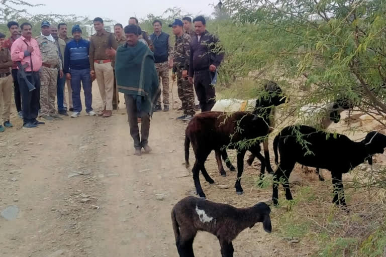 police seized sheep and goat