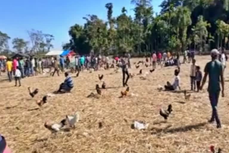 Illegal cock fighting at Dikom