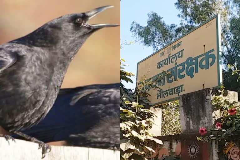 भीलवाड़ा लेटेस्ट न्यूज, बर्ड फ्लू, Bird flu, bhilwara news, भीलवाड़ा में बर्ड फ्लू की दस्तक, Bird flu knocked in Bhilwara