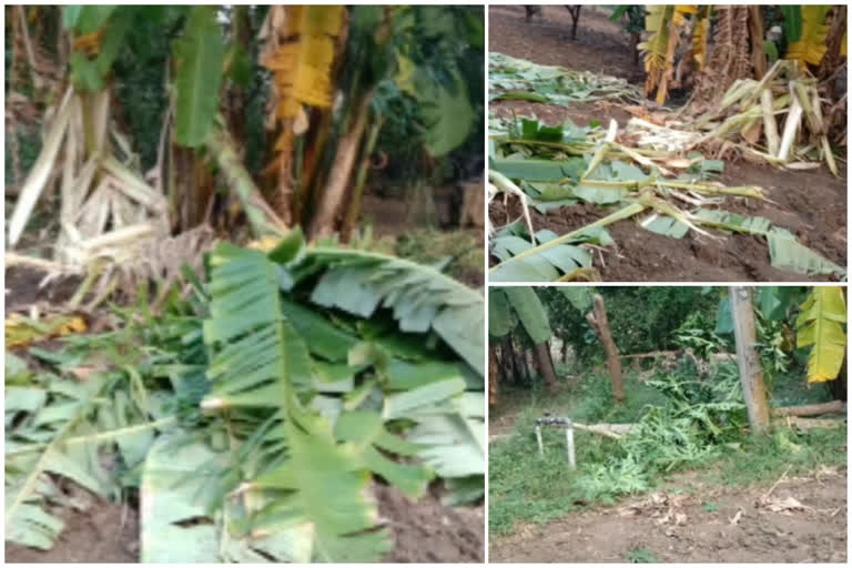 Elephants destroying crop fields