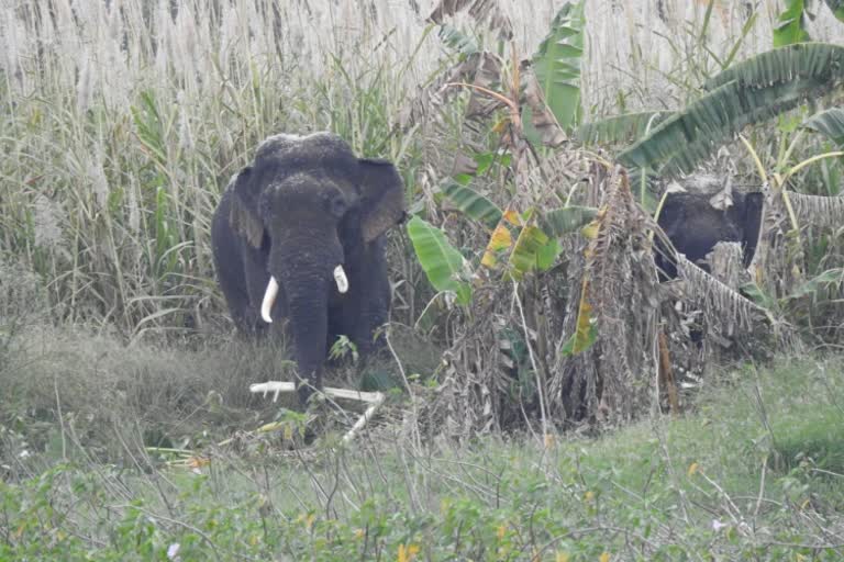 elephants roaming in mandya people scared