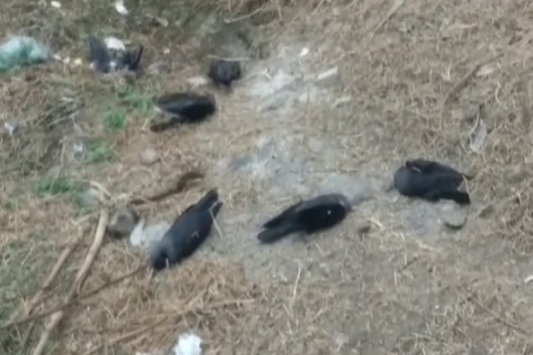 Case of death of crows