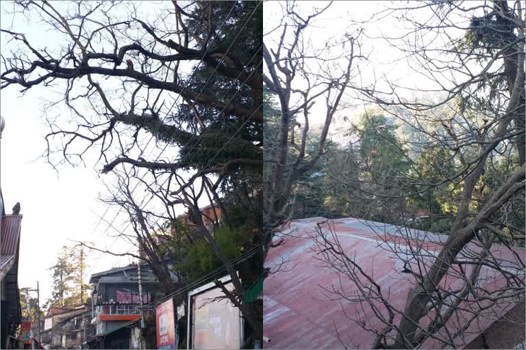 dry trees in shimla