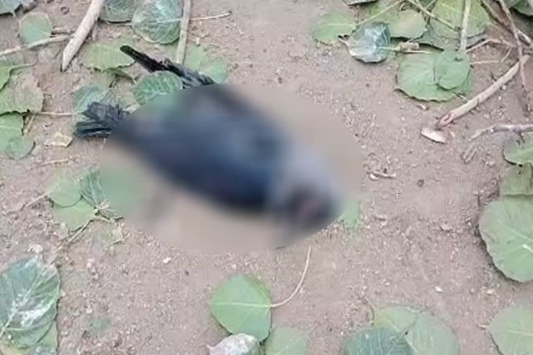 Crow found dead in Ujjain