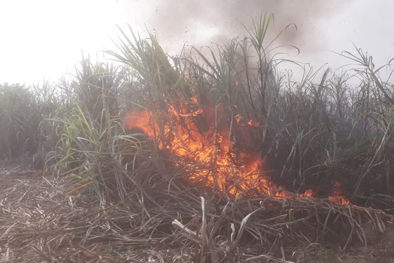 Sugarcane burnt murpar