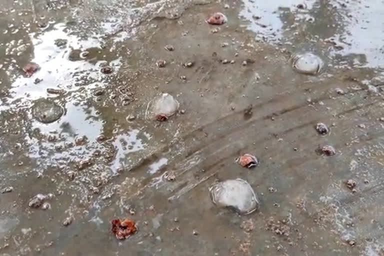 सीकर में बारिश के साथ ओलावृष्टि, Hail with rain in Sikar