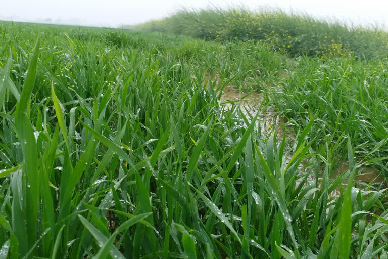 farmers are happy due to rain