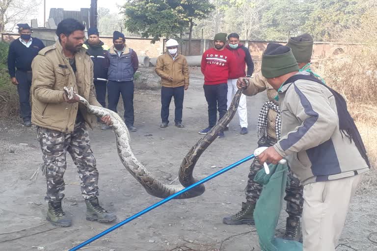 snake found in laksar haridwar