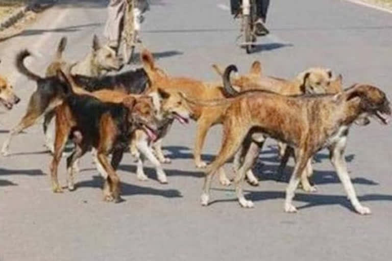 locals disturbed by stray dogs in kulgam