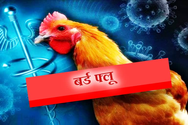 Bird flu in pong dam