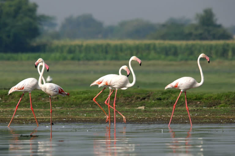 flamingos begun to the Ujani Reservoir