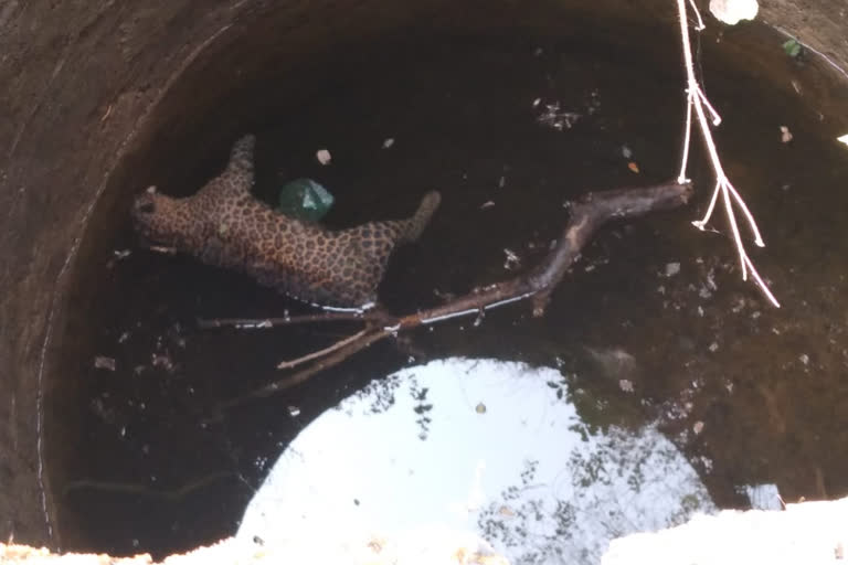 gondia leopard dead body