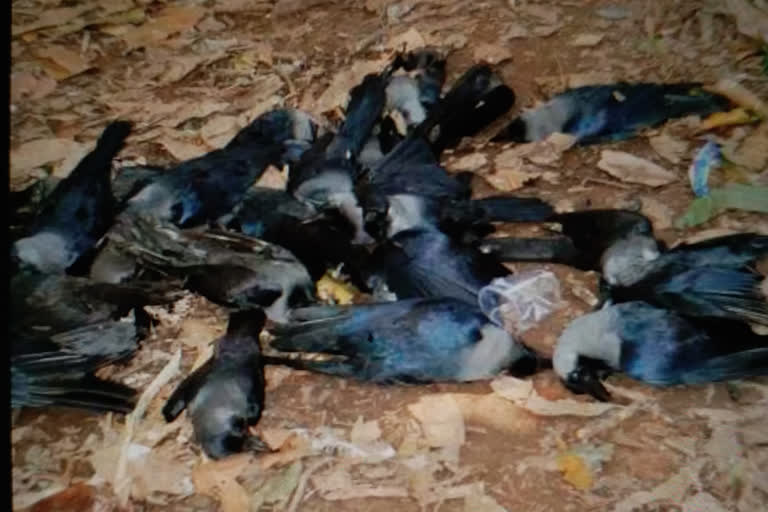 Death Of Crows Spark Fear Of Bird Flu In Mp